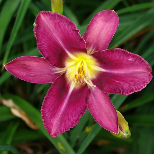 Hemerocallis Chicago Weathermaster